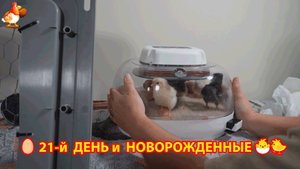 21-й день инкубации куриных яиц и результат в ящике 🥚🐣🐤
