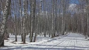 Лес в марте. Красивая мелодия.
