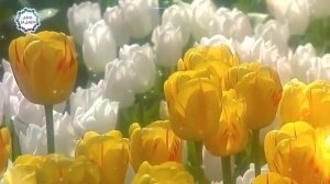 О Божественном сострадании
ДЕНЬ ЗА ДНЁМ Дневник православного священника АРХИЕПИСКОП АНТОНИЙ МИХАЙЛО