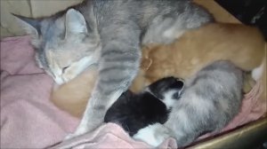 Как растут котята от рождения до 45 дней