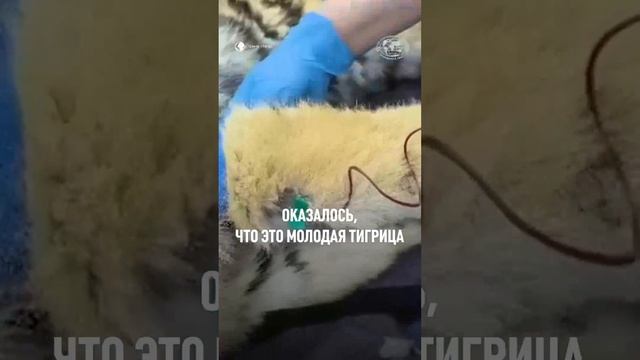 🐯Котёнка амурского тигра спасли в Приморском крае. Автор: центр «Амурский тигр» #природа #животные