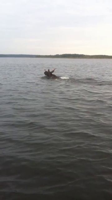 Охота-рыбалка на лося ч.1