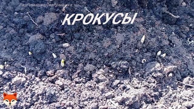 25.03.25 уДача-дача. ПРОГУЛКА НА ДАЧУ.