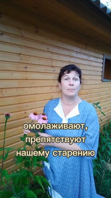 Эхинацея - почти панацея! смотреть онлайн