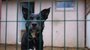 Собака дрожала от страха и ужаса. Только посмотрите, что с ней сделали хозяева!