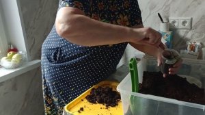 Пикирую помидоры и перцы.