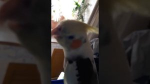 Попугай корелла поет🎤