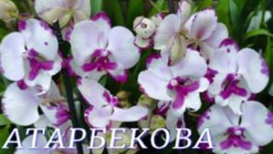 №1050/ СВЕЖИЕ, красивые ОРХИДЕИ в с/ц на АТАРБЕКОВА