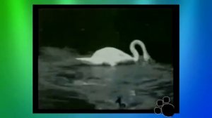 Приколы с животными 4