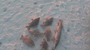 КАРАСИ НЕ ЛЕЗУТ В ЛУНКИ!!! УДАЧНАЯ ЛОВЛЯ НА ХАПУГИ.