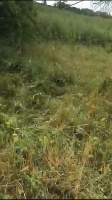 ПОКОС ТРАВЫ ДЛЯ ОВЕЦ смотреть онлайн