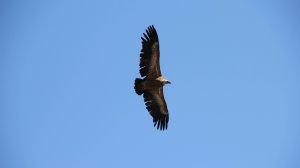 Снято с вилаята "БичIон".14.03.2025