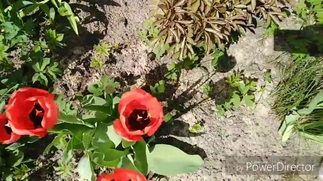 Тюльпаны и нарцысы!Цветы в нашем дворе! смотреть онлайн