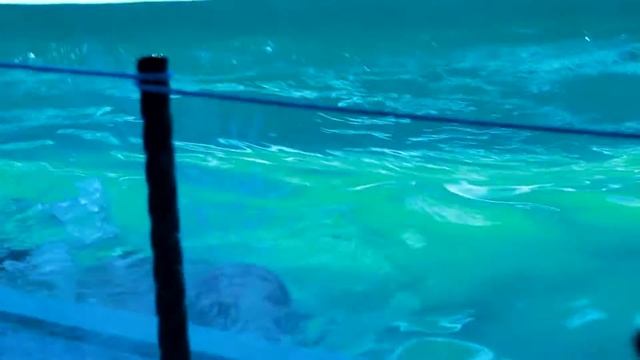 Весёлые Моржихи 2 смотреть онлайн