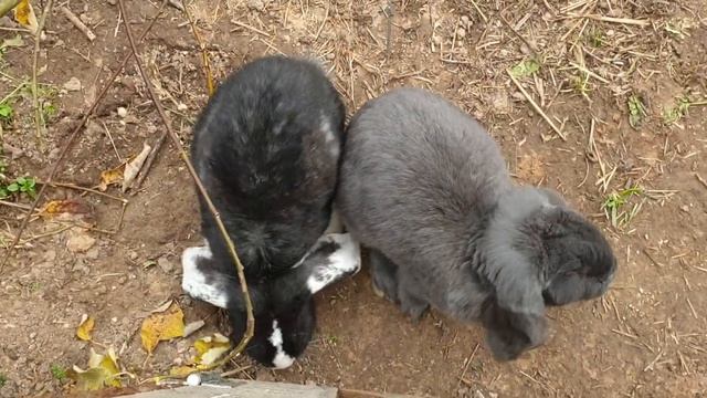 Подарили двух "французских баранов" #семейнаяферма #фермерроман смотреть онлайн