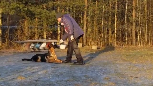 Нем.овчарка ЗАВИСТЬ БОГОВ АЗАЗЕЛЬ. 5 мес. смотреть онлайн