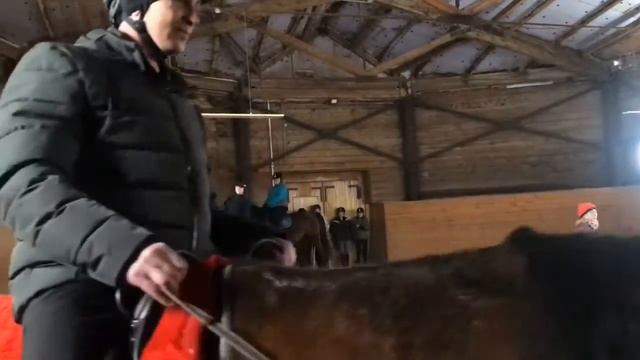 Где мы оказались? Конюшня, собака и кошка с седлом смотреть онлайн