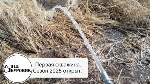 Первая рабочая абиссинка. Сезон 2025г. Открыт.