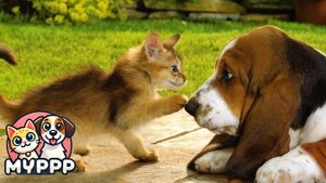 Смешные котики, которые сделают твой день! 🐱😂