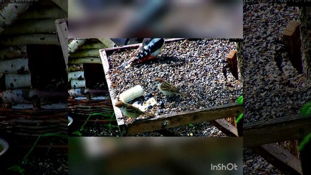 Видеосюжеты " белочки и птички " от 11 июня 2024 #обнинск смотреть онлайн