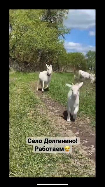 #ферма #козы  #коза #козадереза #деревня #весело #счастье #любовь #рязань #рязанскаяобласть #жизнь