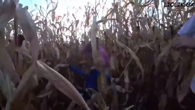 ЛЬОЛІК / СМІШНІ МОМЕНТИ / КРАДЕ КУКУРУДЗУ / ДИВІТЬСЯ ДО КІНЦЯ! смотреть онлайн