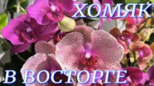 №1051/ ОРХИДЕЙНЫЕ подарочки!!! Хомяк в ВОСТОРГЕ.