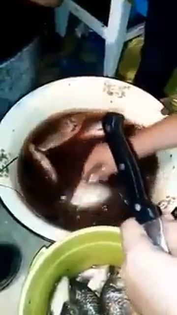 Выживание: Выдавливание желчного пузыря у рыб Карась смотреть онлайн