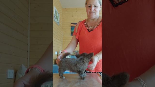 🔥150 тыс руб Лазурь  Шамановна продажа чихуахуа ркф питомник чихуахуа и той-пудель Кастропуло Крым