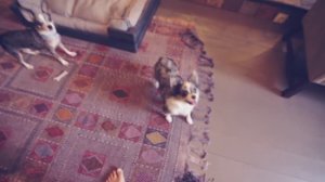 Выбираем игрушки для собаки | Догмама 🐕🎾