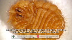 Южноафриканские цистообразующие червецы (Margorodes prieskaensis (Jakubski))