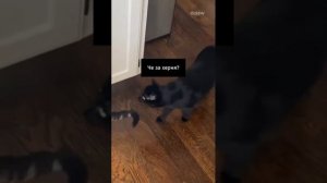 Кот Уинстон освоил искусство социал-детокса. 🐈⬛🔋