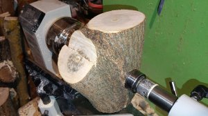 сучклявая коряга раздвояеца. попробую боковое точение на токарном станке. клён ясенелистный влажный