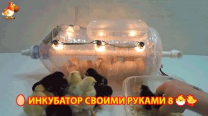 Инкубатор своими руками из подручных материалов и результат инкубации🥚🐣🐤 вариант (8)