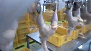 Разделка курицы на птицефабрике