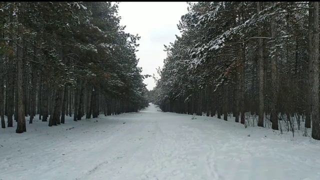 Любите Зиму ? Звуки зимы и вьюги в лесу ,для фона ,сна , медитации и отдыха. смотреть онлайн