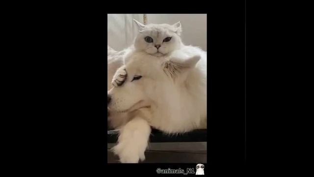 Смешные питомцы. ССЫЛКА В ОПИСАНИИ!