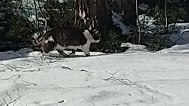 Кот Джорик в раю. VID_20250318_145154~2