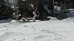 Кот Джорик в раю. VID_20250318_145154~2
