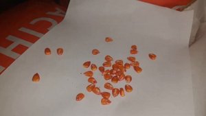 Кукурудза ДК Велес та, що не згорає в полі