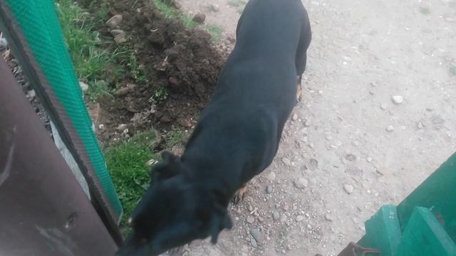 VID_20250323_180240