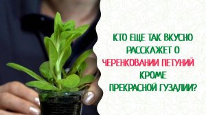Как выращивать цветы? Черенкуем петунии легко и просто! Прекрасная Гузалия