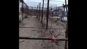 Днестровский розовый, обрезка куста 2019