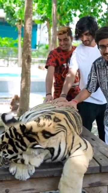 world biggest tiger with crazy xyz #crazyxyz #crazy #crazyme #crafts