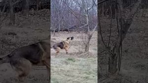 Рэкс