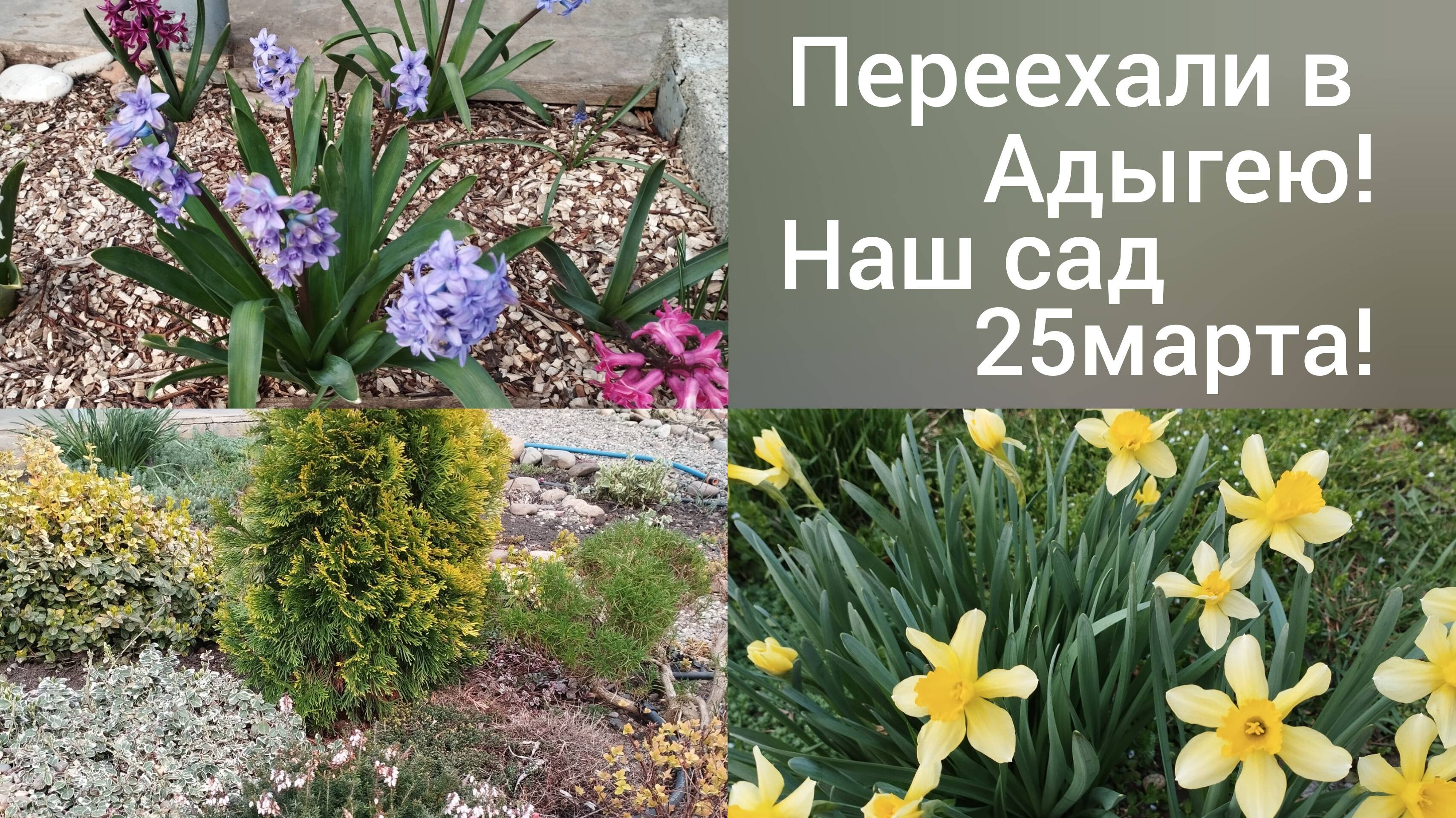 Живем в Адыгее, в Гиагинской/Как перезимовали кустарники в саду/Сею огурцы/ смотреть онлайн