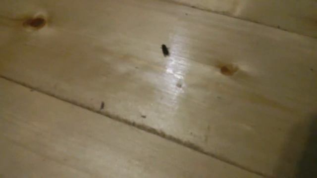 Сумасшедшая муха! смотреть онлайн