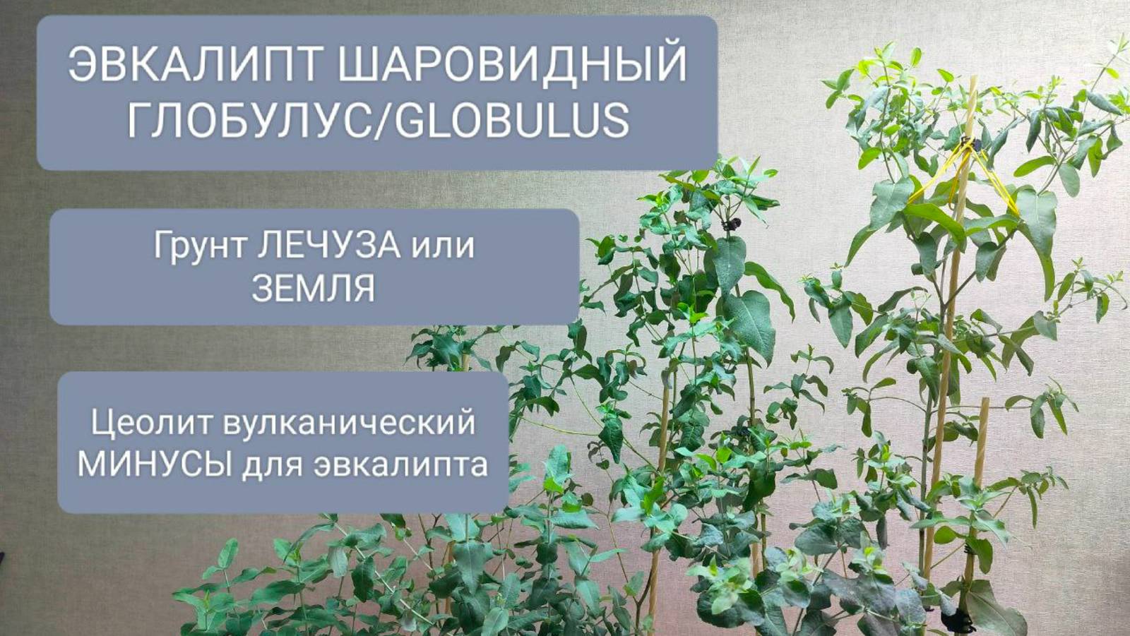 🌳ЭВКАЛИПТ ШАРОВИДНЫЙ ГЛОБУЛУС/GLOBULUS. Формирование и тонкости выращивания на различных грунтах.