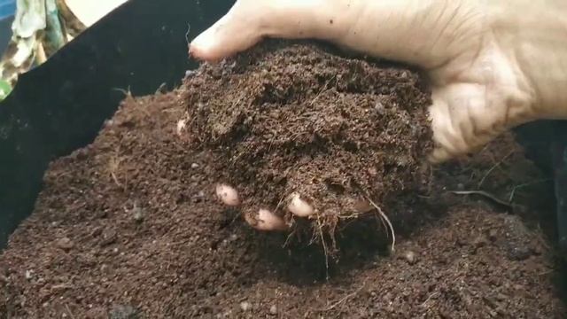 How to use Cow Dung Manure? | Gobar ki khad | Cow dung manure for plants | Gobar ki khad ke fayde смотреть онлайн