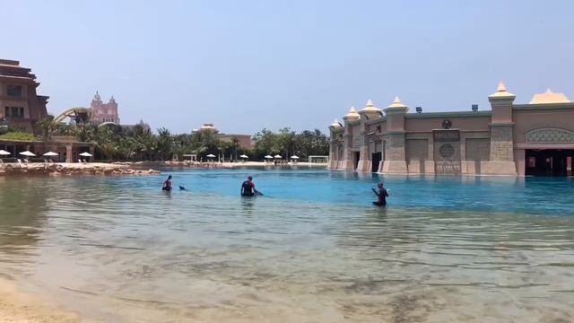 DOLPHIN SHOW at Dubai Atlantis The Palm 2019 смотреть онлайн